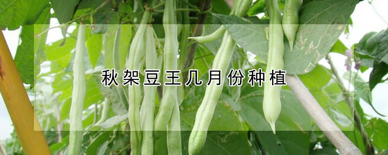 秋架豆王几月份种植