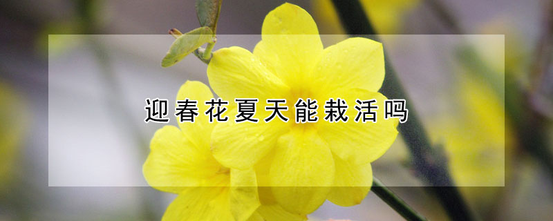 迎春花夏天能栽活吗