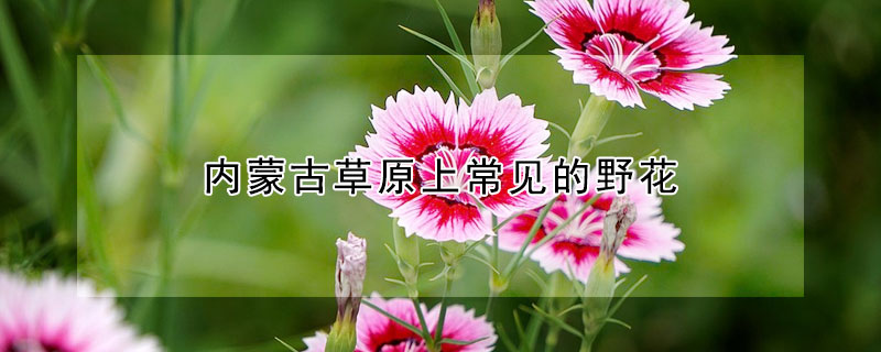 内蒙古草原上常见的野花