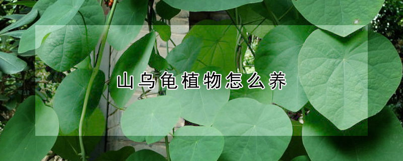 山乌龟植物怎么养