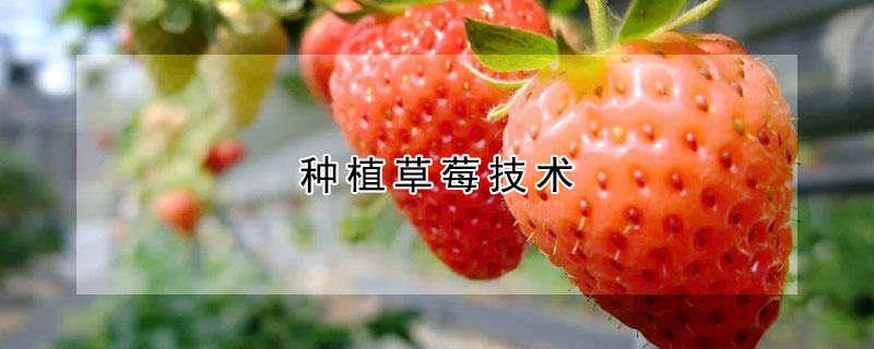 种植草莓技术
