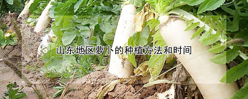 山东地区萝卜的种植方法和时间