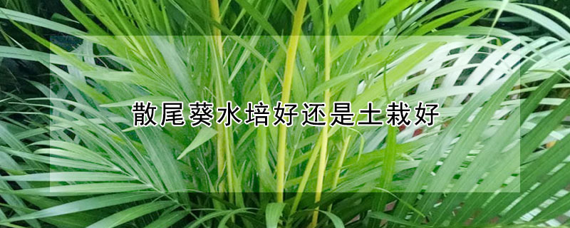 散尾葵水培好还是土栽好