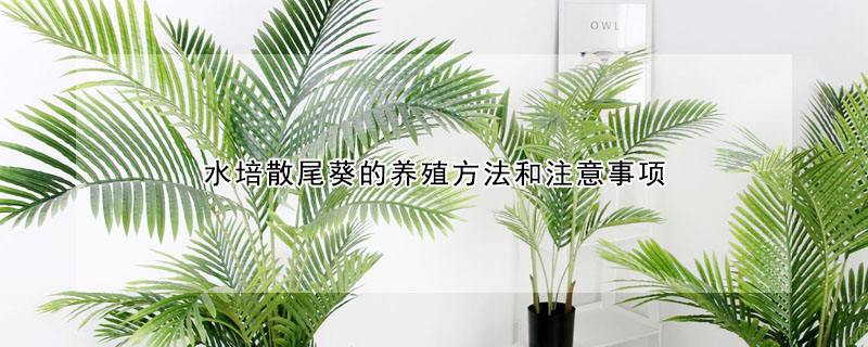 水培散尾葵的养殖方法和注意事项