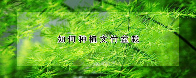 如何种植文竹盆栽