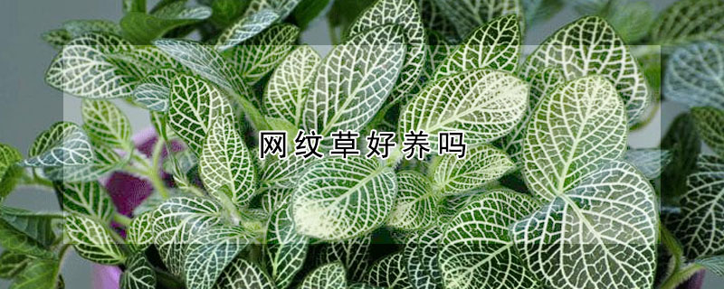 网纹草好养吗