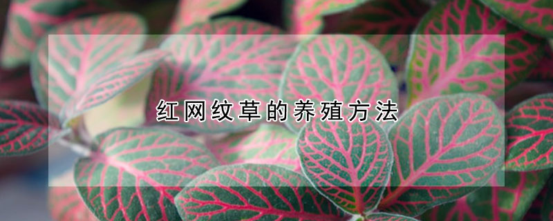 红网纹草的养殖方法