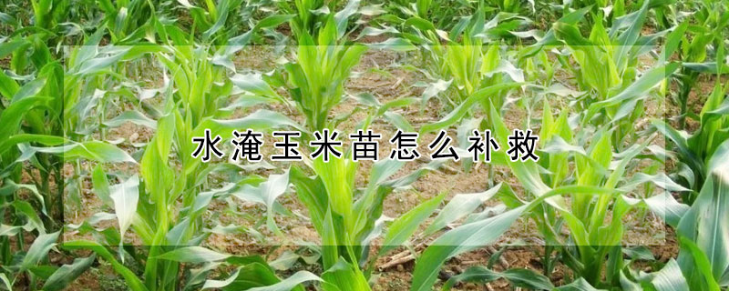 水淹玉米苗怎么补救