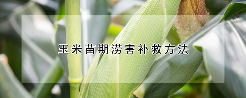 玉米苗期涝害补救方法