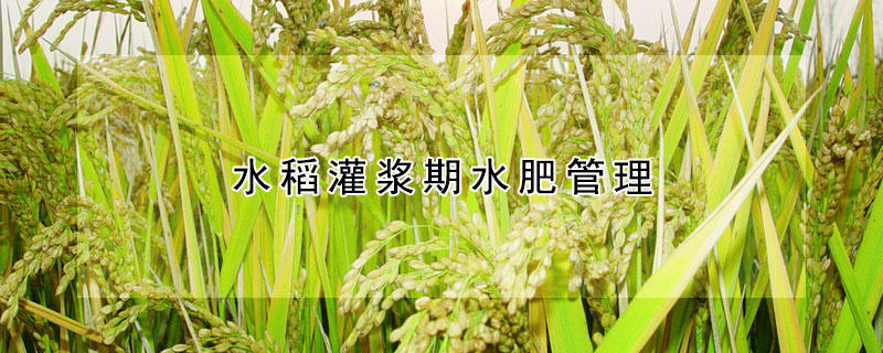 水稻灌浆期水肥管理