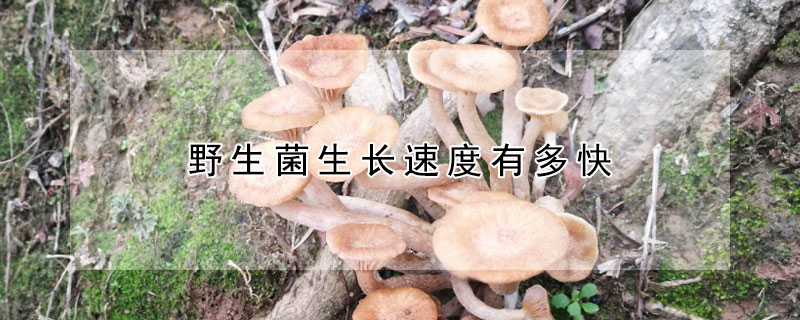 野生菌生长速度有多快