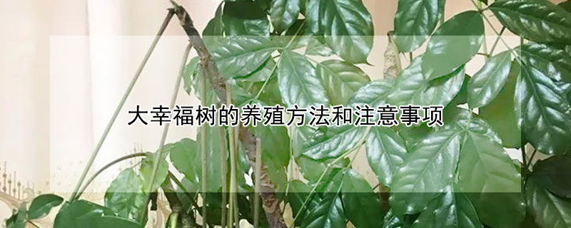 大幸福树的养殖方法和注意事项