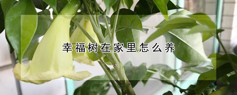 幸福树在家里怎么养