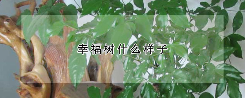 幸福树什么样子