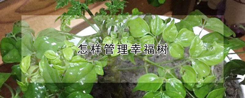 怎样管理幸福树