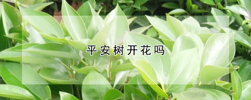 平安树开花吗