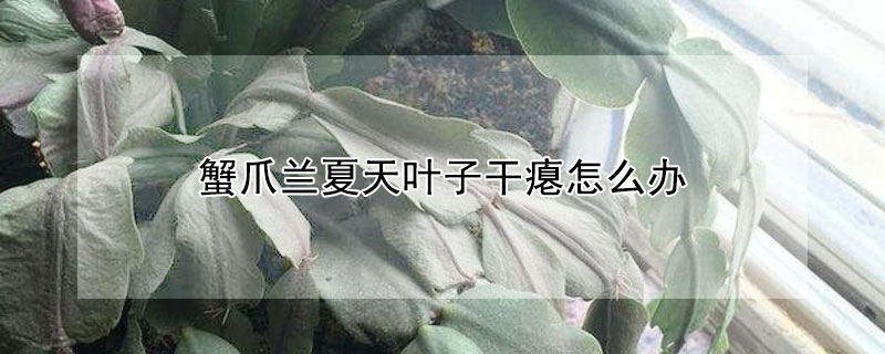 蟹爪兰夏天叶子干瘪怎么办