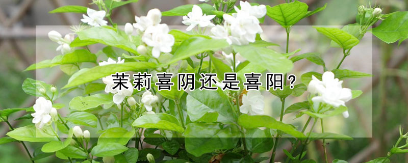 茉莉喜阴还是喜阳?