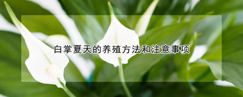 白掌夏天的养殖方法和注意事项