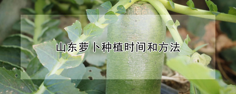 山东萝卜种植时间和方法