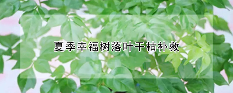 夏季幸福树落叶干枯补救