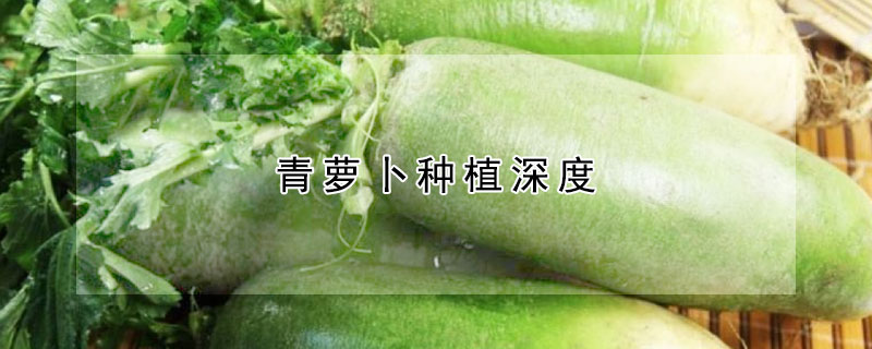 青萝卜种植深度