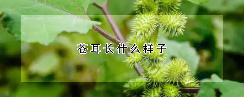 苍耳长什么样子