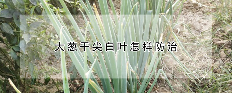 大葱干尖白叶怎样防治