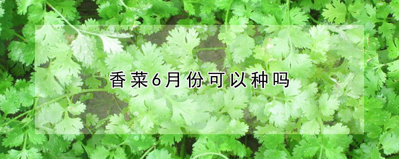 香菜6月份可以种吗