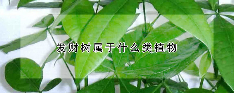 发财树属于什么类植物