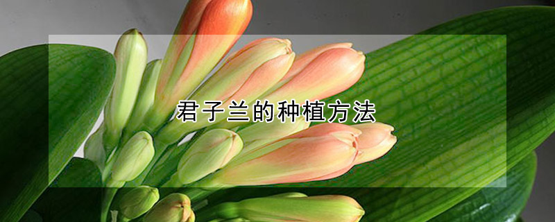 君子兰的种植方法