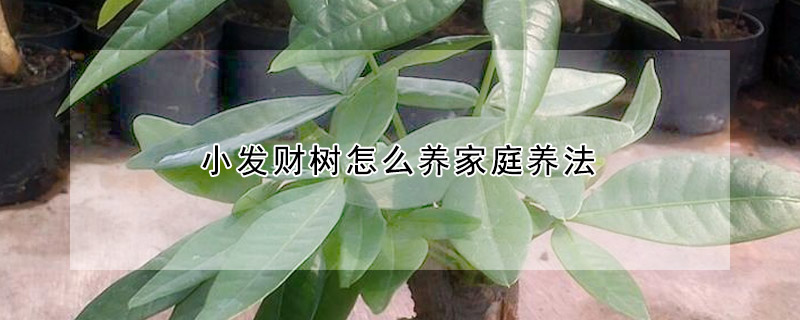 小发财树怎么养家庭养法