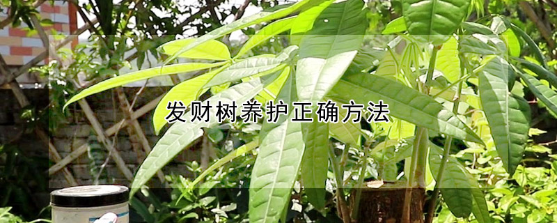 发财树养护正确方法