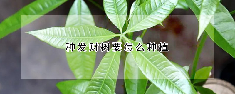 种发财树要怎么种植