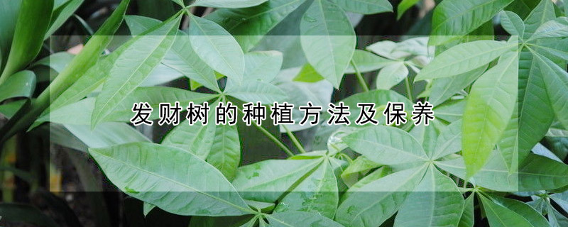 发财树的种植方法及保养