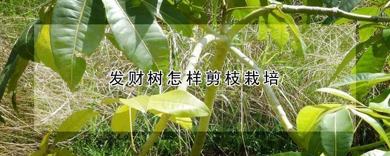 发财树怎样剪枝栽培