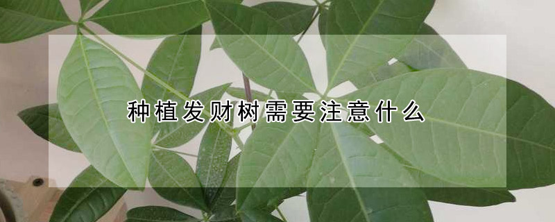 种植发财树需要注意什么