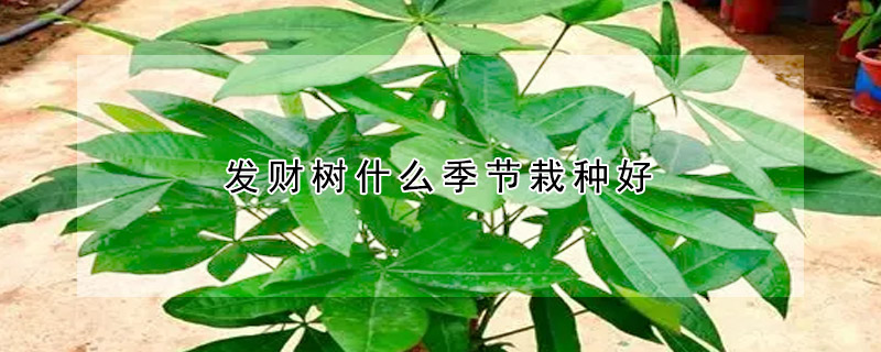 发财树什么季节栽种好