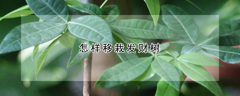 怎样移栽发财树