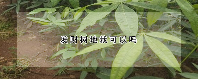 发财树地栽可以吗