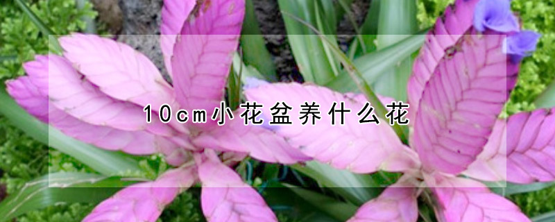 10cm小花盆养什么花