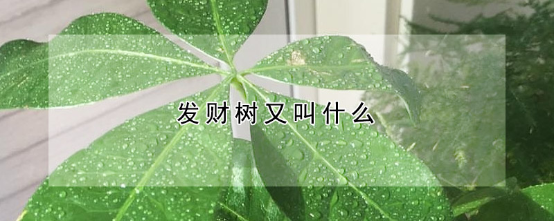 发财树又叫什么