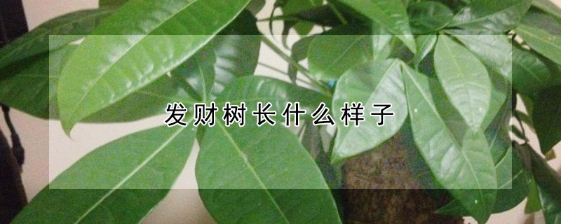 发财树长什么样子