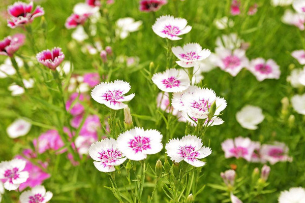 室内放什么花最好 好养活的室内花卉植物