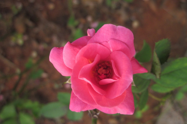 室内放什么花最好 好养活的室内花卉植物