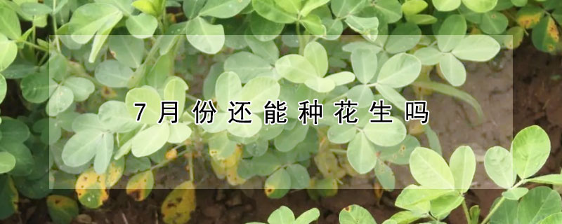 7月份还能种花生吗