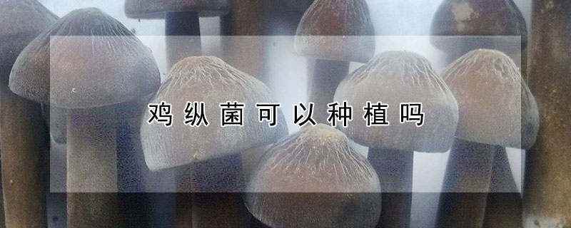 鸡纵菌可以种植吗