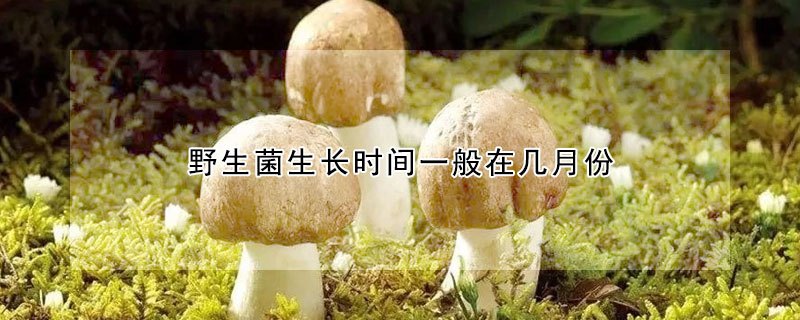 野生菌生长时间一般在几月份