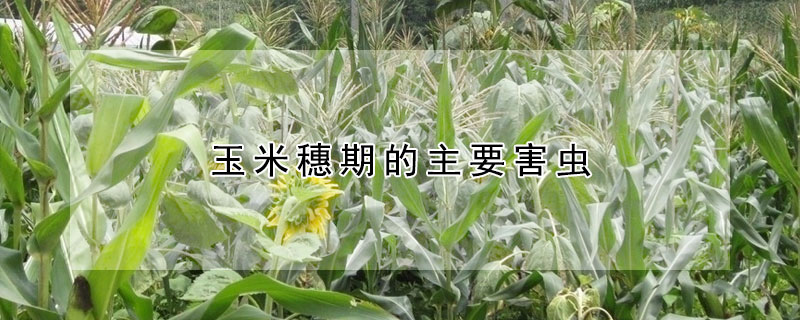 玉米穗期的主要害虫