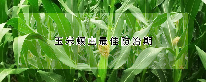 玉米螟虫最佳防治期